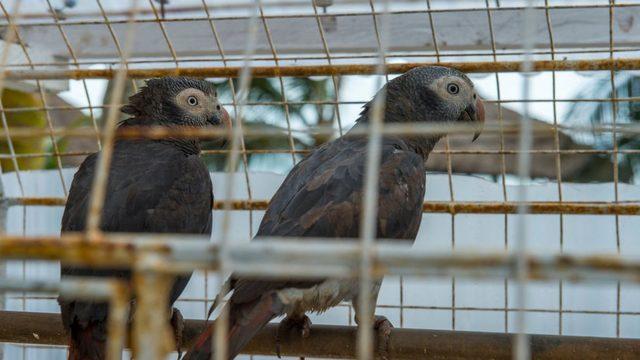 İngiltere'de bir hayvanat bahçesi yönetimi, beş papağanı aynı anda küfür ettikleri gerekçesiyle birbirlerinden ayırdı