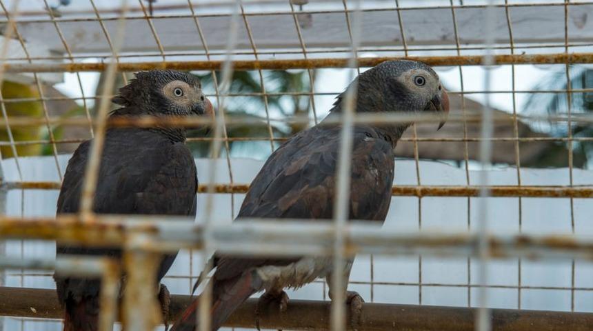 İngiltere'de bir hayvanat bahçesi yönetimi, beş papağanı aynı anda küfür ettikleri gerekçesiyle birbirlerinden ayırdı