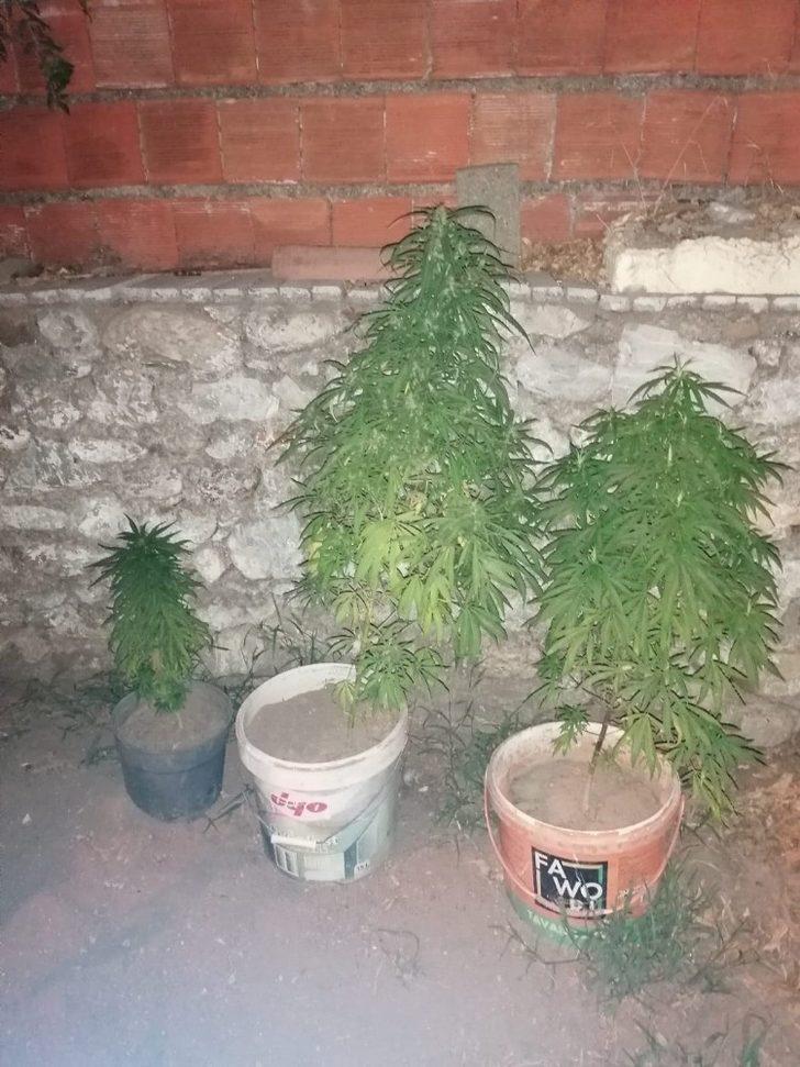 Saksı içinde hint keneviri yetiştiren şahıs tutuklandı G3