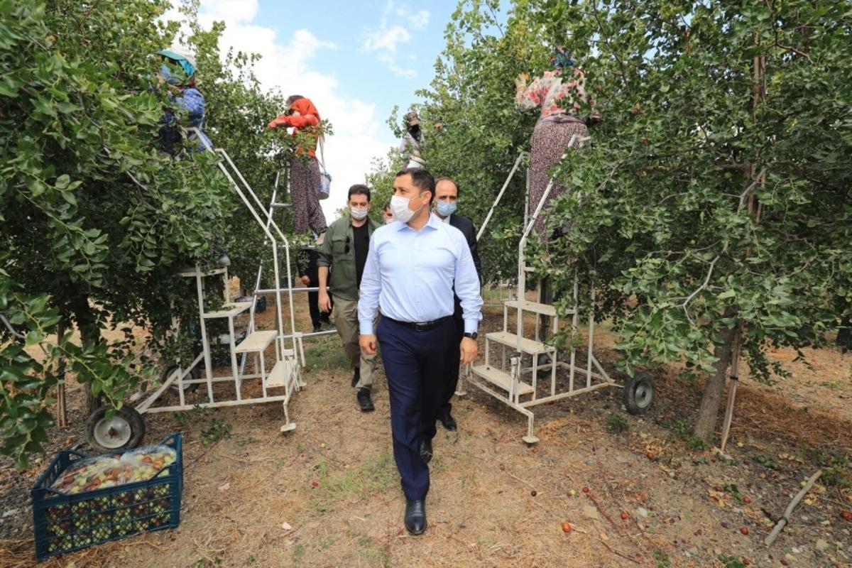 Vali Masatlı, &lsquo;h&uuml;nnap&rsquo; hasadına katıldı