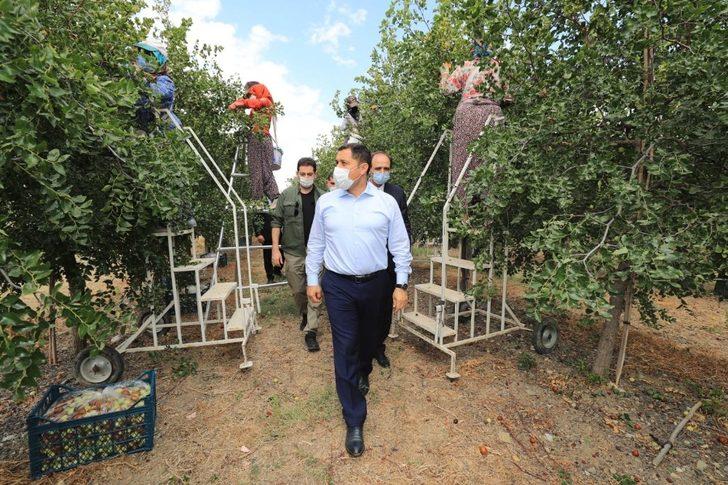 Vali Masatlı, ‘hünnap’ hasadına katıldı G1