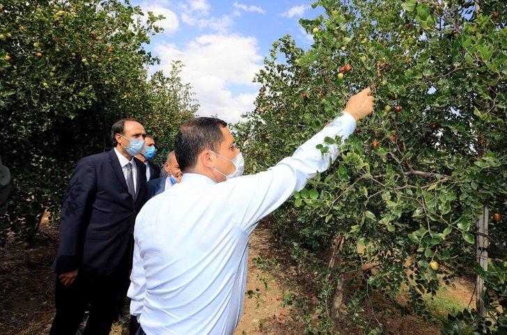 Vali Masatlı, ‘hünnap’ hasadına katıldı G2