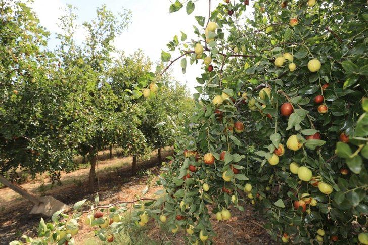 Vali Masatlı, ‘hünnap’ hasadına katıldı G3