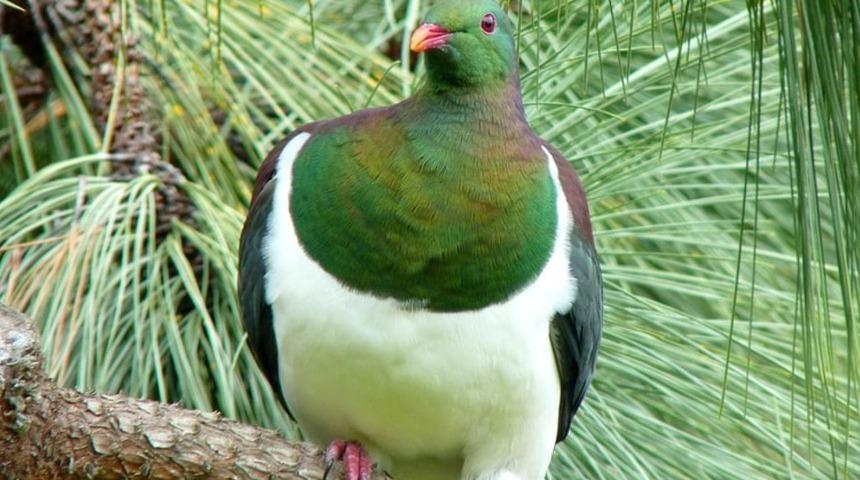 T&uuml;r&uuml;n&uuml;n en yaşlısı &uuml;nl&uuml; g&uuml;vercin, 24 yıl sonra yuvaya d&ouml;nd&uuml;