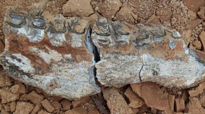 Denizli'de karıncayiyen ve fil fosili bulundu! 7 ila 9 milyon yıl &ouml;nce yaşamış