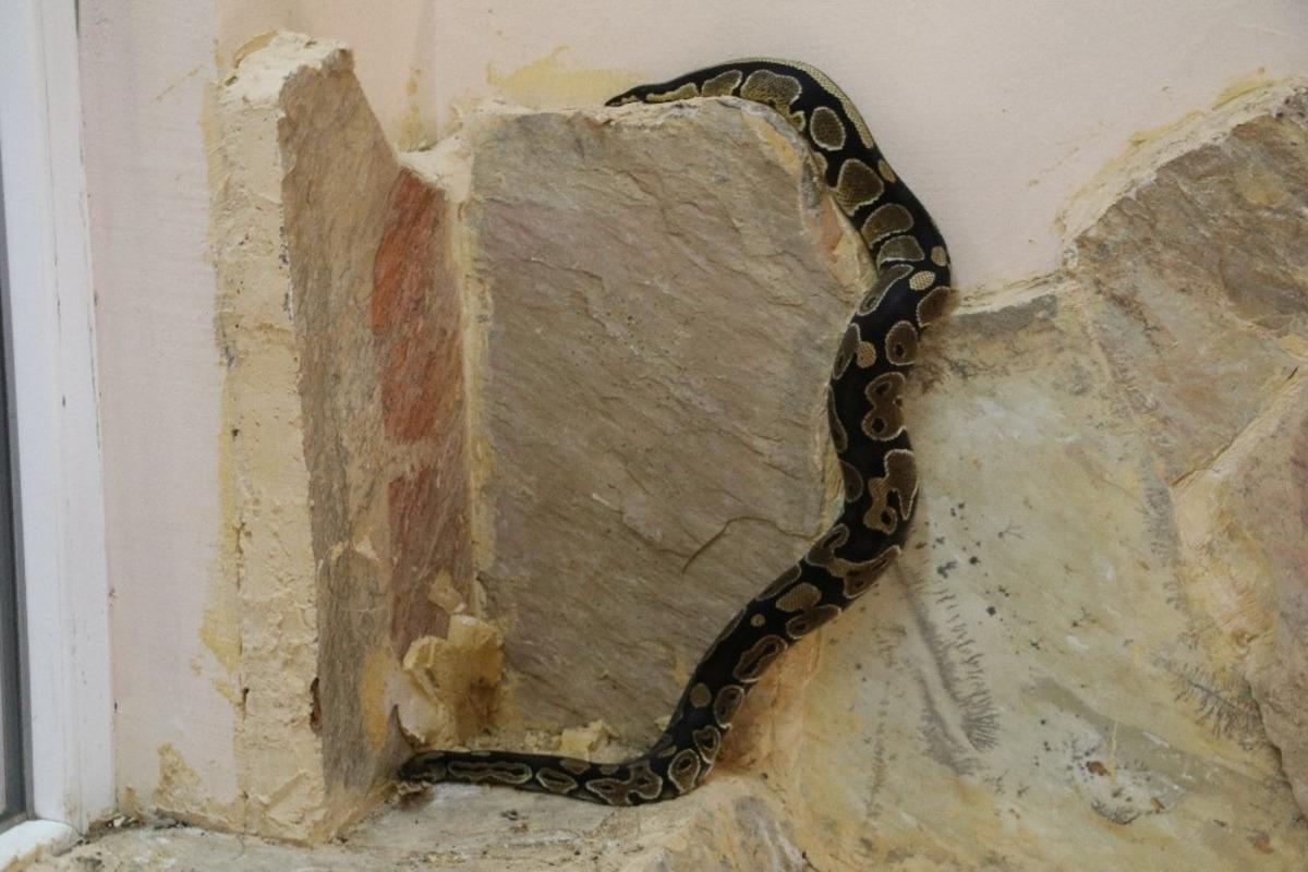 Senet mağdurlarını korkutmak i&ccedil;in kullanılan kral piton hayvanat bah&ccedil;esine konuldu