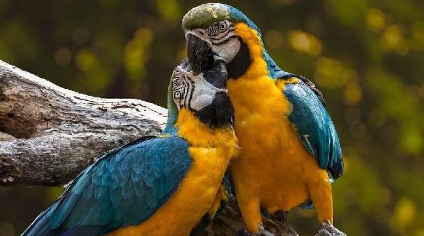 İngiltere'de karantinada kalan 5 papağan, birbirlerine küfür öğretti