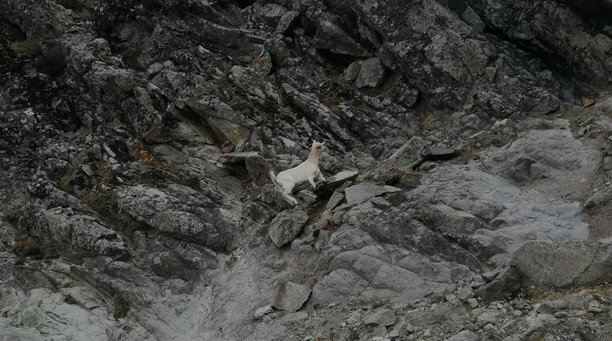 Muhtar 5 dedi ekipler 7 ke&ccedil;i getirdi! Balıkesir'de fıkra gibi ke&ccedil;i kurtarma operasyonu