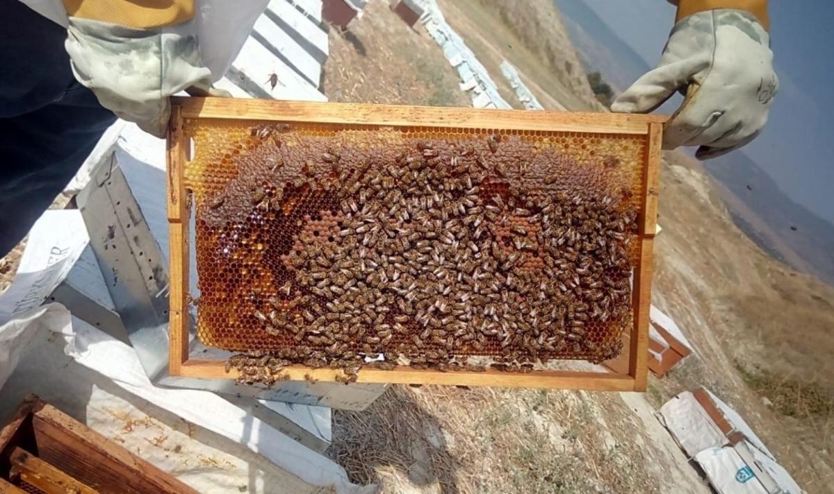 Arıcıları &ouml;nce kuraklık sonra bilin&ccedil;siz kullanılan tarım ila&ccedil;ları vurdu