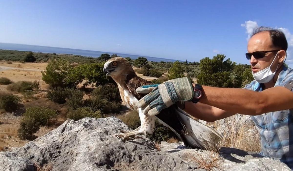 Kuşadası&rsquo;nda yılan kartalı i&ccedil;in seferberlik