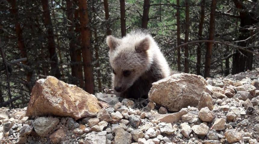 Dağın eteklerinde &ccedil;oban k&ouml;pekleri ayıyı kovaladı