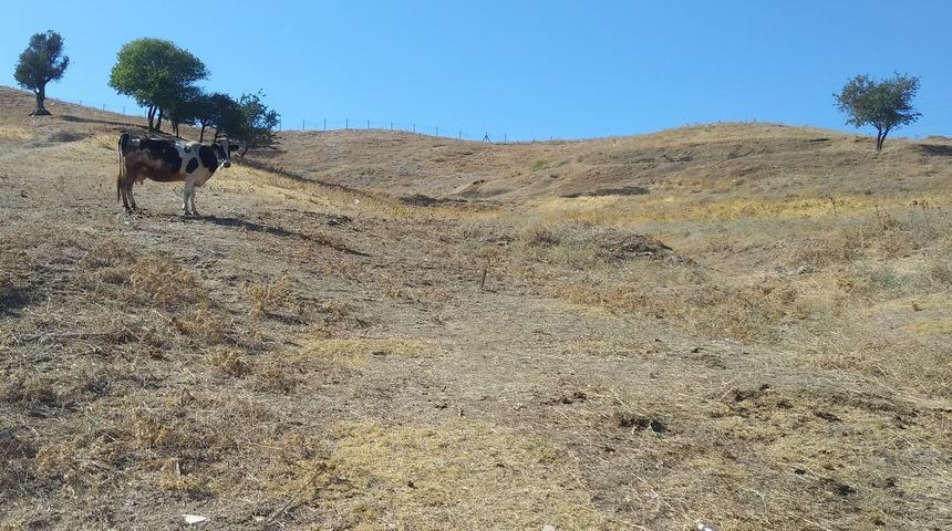 Eski kurşun fabrikasında topraktan duman çıkıyor, alevler yükseliyor!