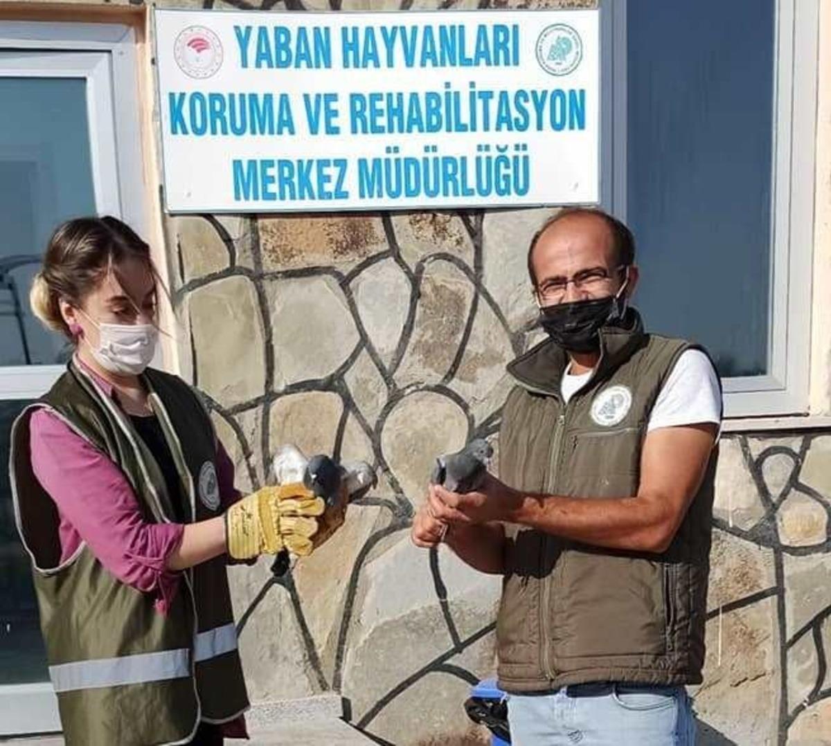 Yaralı kuşlar tedavi altına alındı