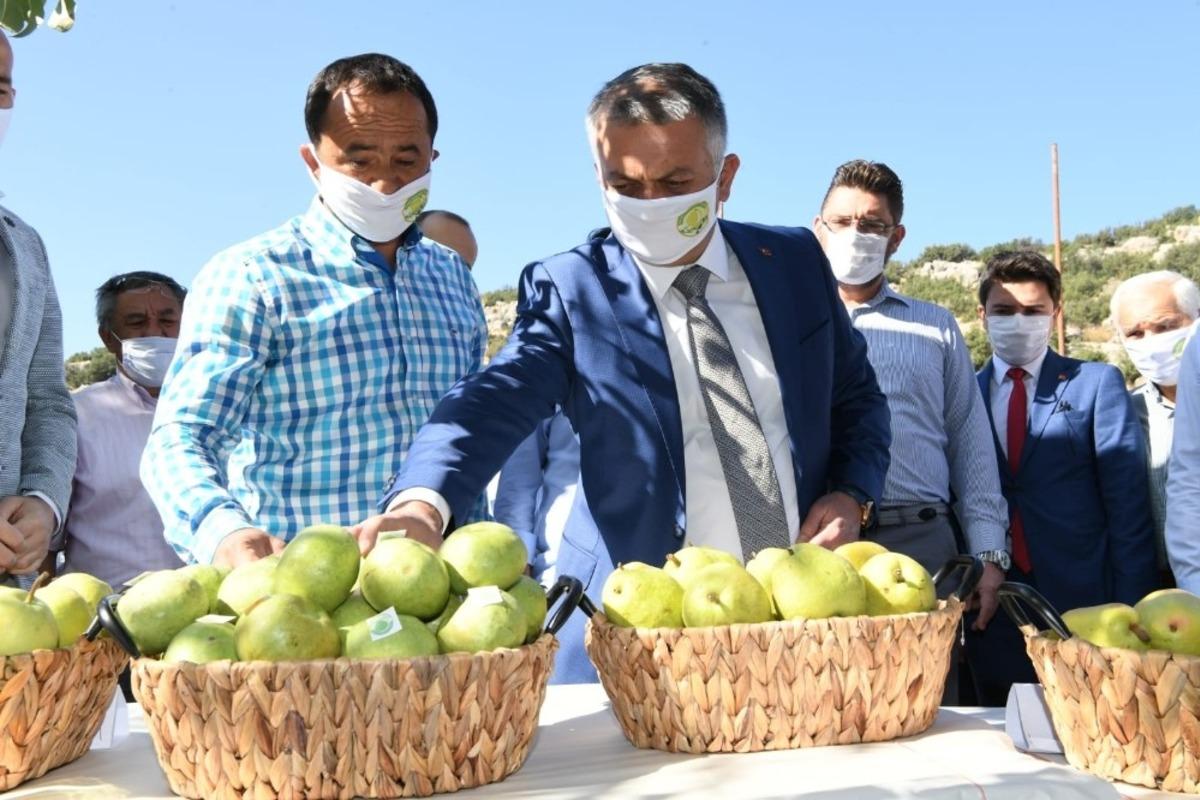 Vali Yazıcı&rsquo;dan, Korkuteli&rsquo;de Karyağdı Armudu hasadı