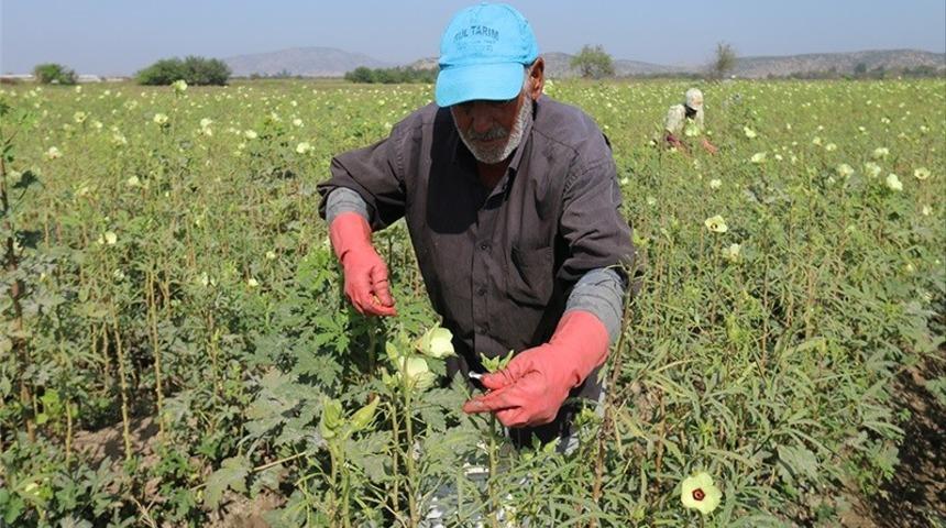 Osmaniye bamya &uuml;retiminde T&uuml;rkiye d&ouml;rd&uuml;nc&uuml;s&uuml;