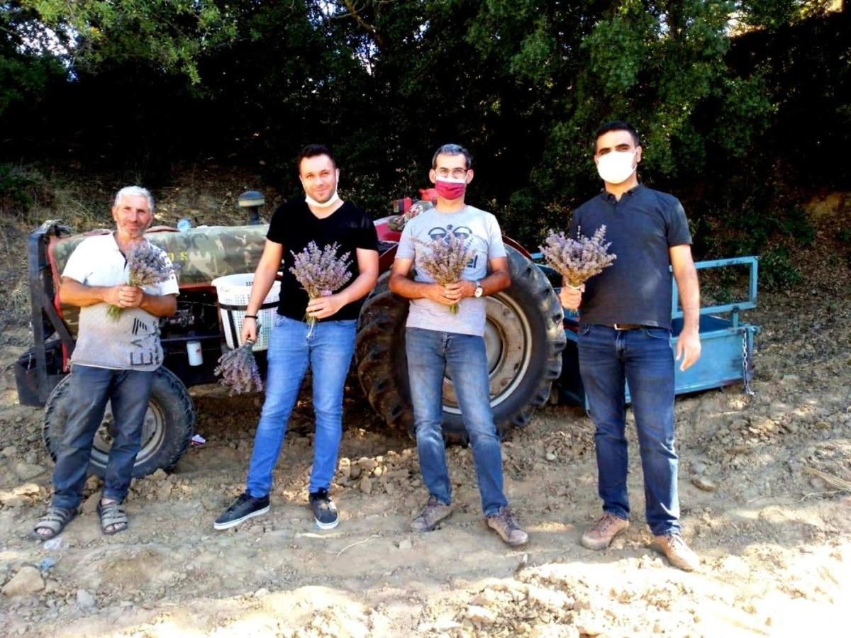 Sarıg&ouml;l&rsquo;de lavanta yetiştiriciliği alternatif gelir oldu