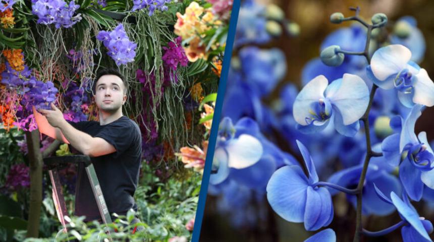 D&uuml;nya&rsquo;daki bitki &ouml;rt&uuml;s&uuml;n&uuml;n beşte ikisi t&uuml;kenme tehlikesi altında