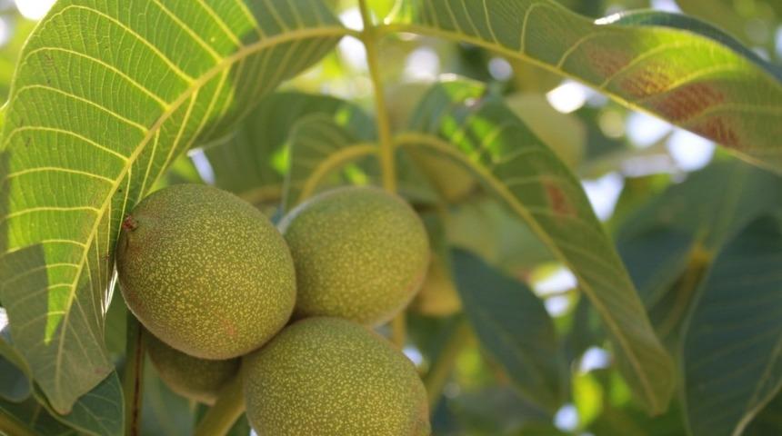 Kaman&rsquo;da d&uuml;zenlenecek olan Ceviz Festivali&rsquo;ne &rsquo;korona vir&uuml;s&rsquo; engeli