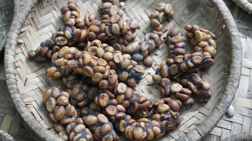 Dışkıdan çıkan kahve ateş pahası! Deri tadı veren bir aroma...