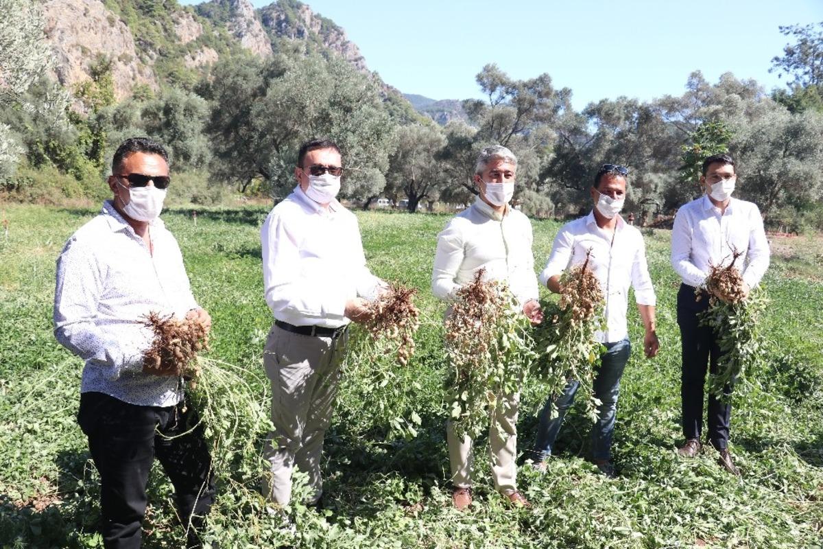 Marmaris Belediyesi ilk yerfıstığı hasadını yaptı