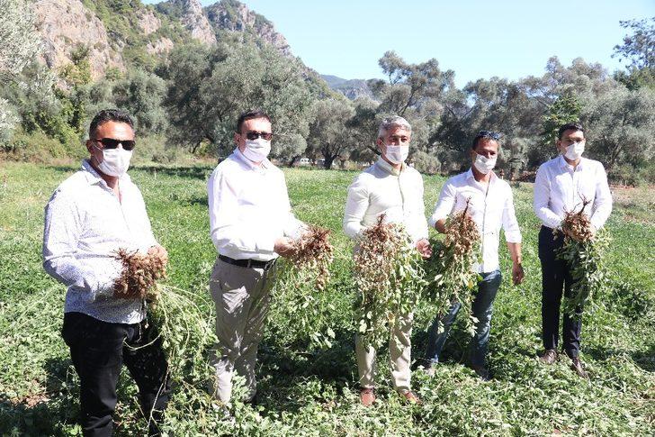 Marmaris Belediyesi ilk yerfıstığı hasadını yaptı G1
