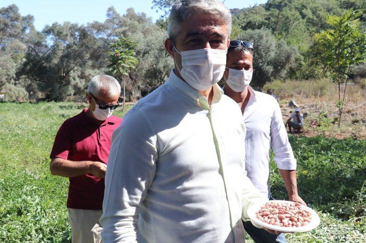 Marmaris Belediyesi ilk yerfıstığı hasadını yaptı G2