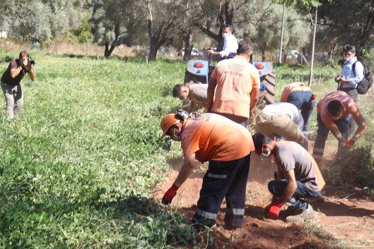 Marmaris Belediyesi ilk yerfıstığı hasadını yaptı G3