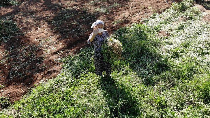 Marmaris Belediyesi ilk yerfıstığı hasadını yaptı G5