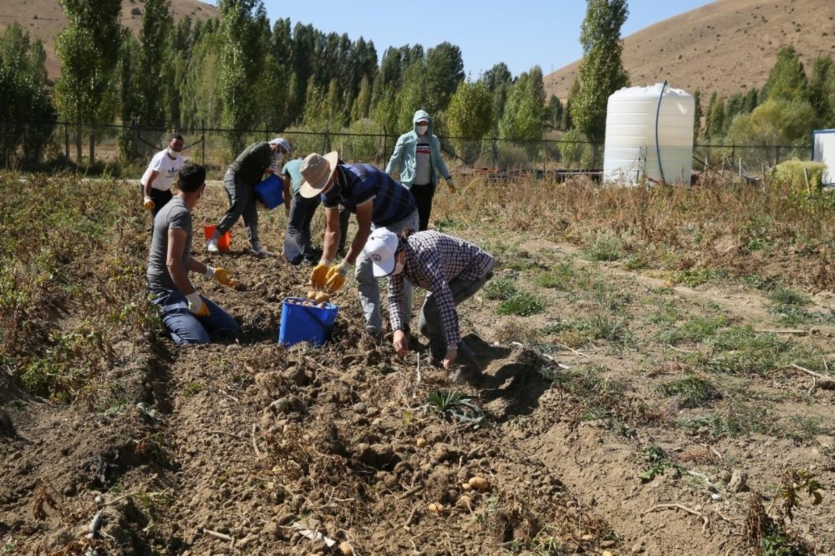 Bayburt &Uuml;niversitesinde organik &uuml;r&uuml;nlerin hasadına başlandı