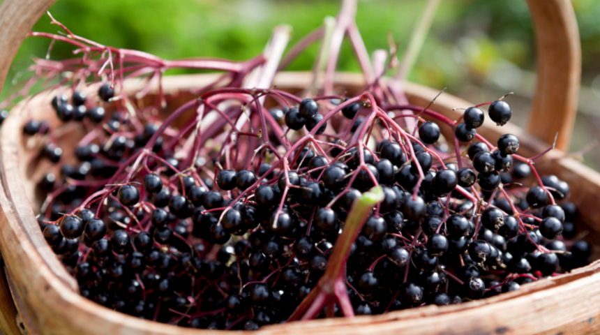 Koronavirüs sayesinde ünlendi! Şifa niyetine mürver yetiştiriliyor