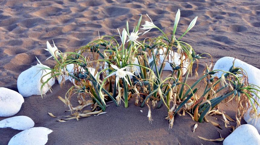 Bu &ccedil;i&ccedil;eği koparan yandı! Cezası 73 bin lira