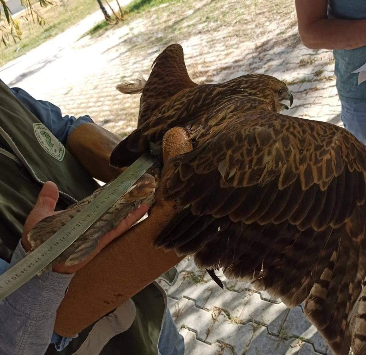 Tedavileri tamamlanan kuşlar yeniden &ouml;zg&uuml;r