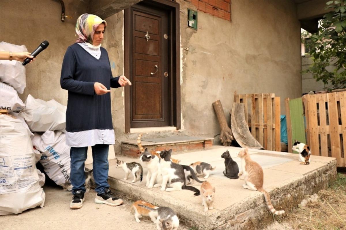 Mobil kısırlaştırma aracı hayvanseverlerden takdir topluyor