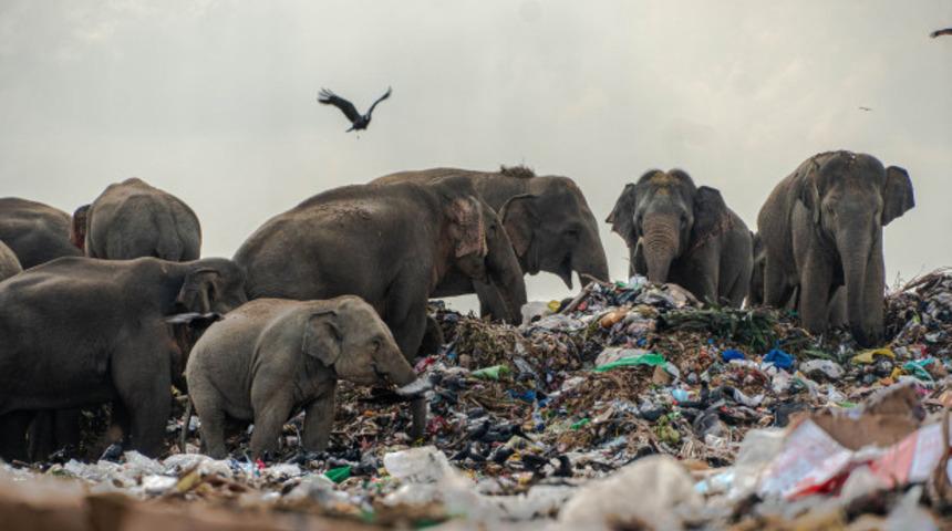 Çöp yığınlarından beslenmek zorunda kalan fillerin yürek burkan görüntüleri