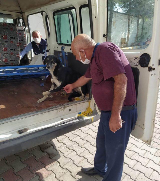 Kurtalan’da yaralı köpek tedavi altına alındı