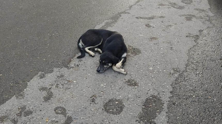Kurtalan’da yaralı köpek tedavi altına alındı