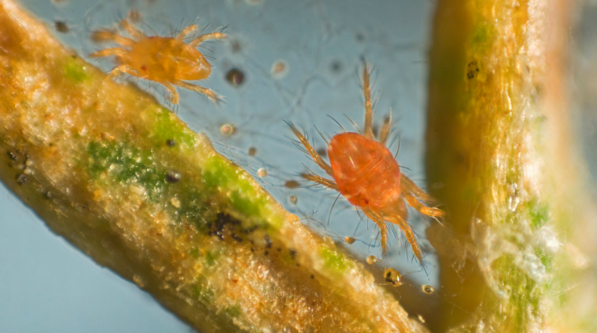 Siz uyurken geliyorlar! Her gece y&uuml;z&uuml;n&uuml;zde parti veriyor, &ccedil;iftleşiyorlar