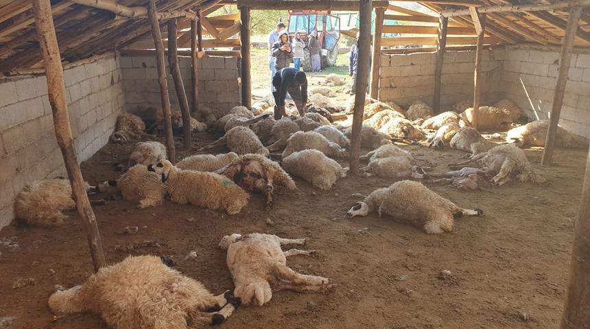 Tunceli'de dehşet! Ağıla giren boz ayılar 70 koyunu telef etti