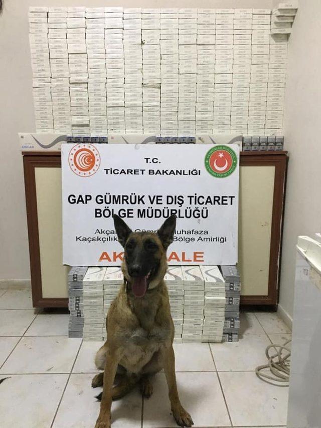 Suriye sınırında 5 bin 350 paket kaçak sigara ele geçirildi