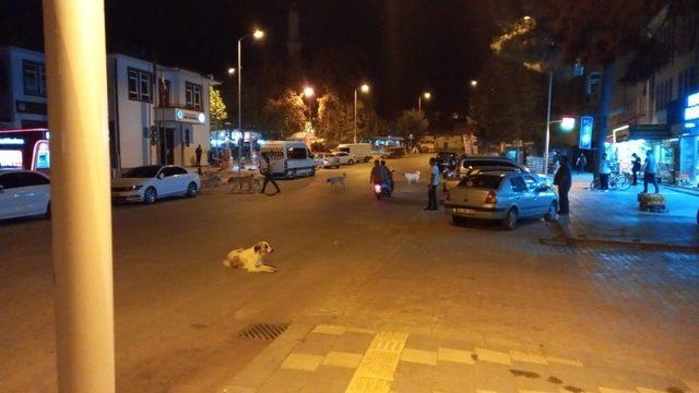 Malatya’da köpek korkusu