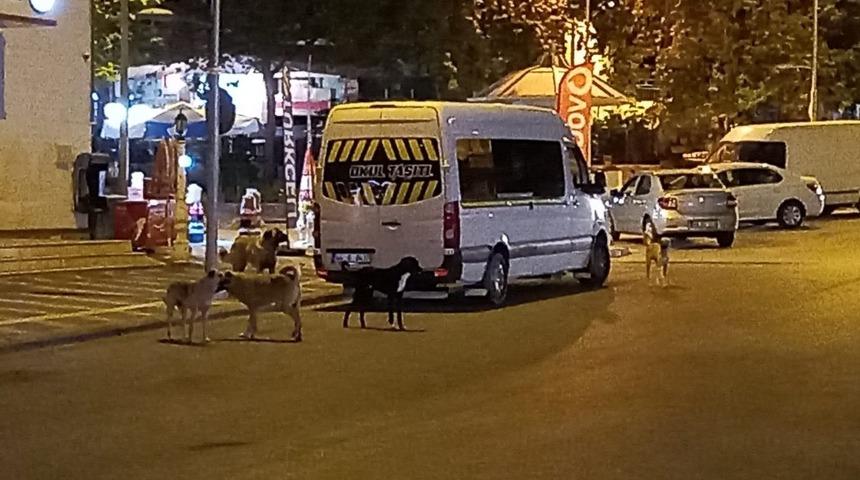 Malatya&rsquo;da k&ouml;pek korkusu