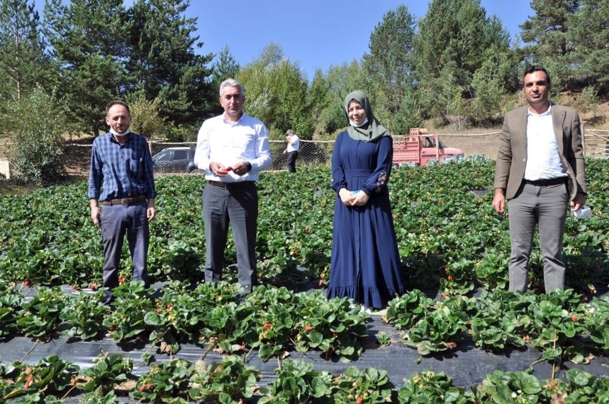 G&uuml;m&uuml;şhaneli &uuml;retici &Ccedil;ilek&rsquo;ten 3 milyon lira kazandı