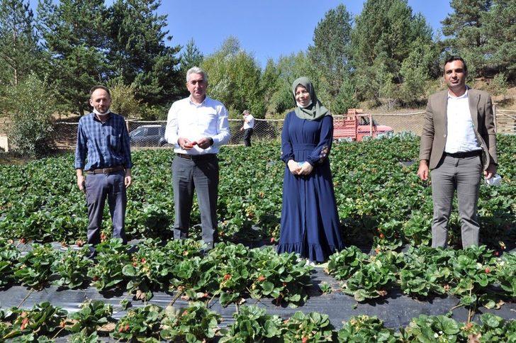Gümüşhaneli üretici Çilek’ten 3 milyon lira kazandı G1