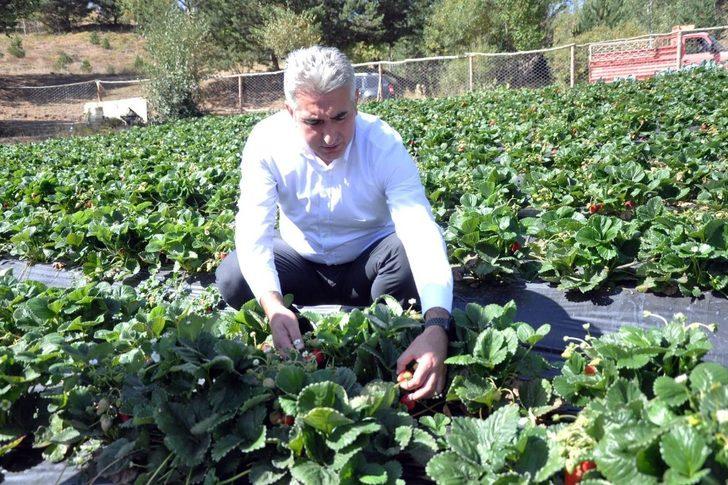 Gümüşhaneli üretici Çilek’ten 3 milyon lira kazandı G2