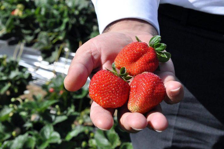 Gümüşhaneli üretici Çilek’ten 3 milyon lira kazandı G3