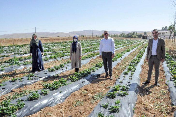 Gümüşhaneli üretici Çilek’ten 3 milyon lira kazandı G4