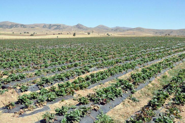 Gümüşhaneli üretici Çilek’ten 3 milyon lira kazandı G5