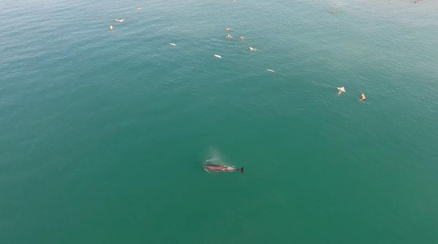 Denizde yüzerken yanlarına geldi! Antalya'da yunus sürprizi