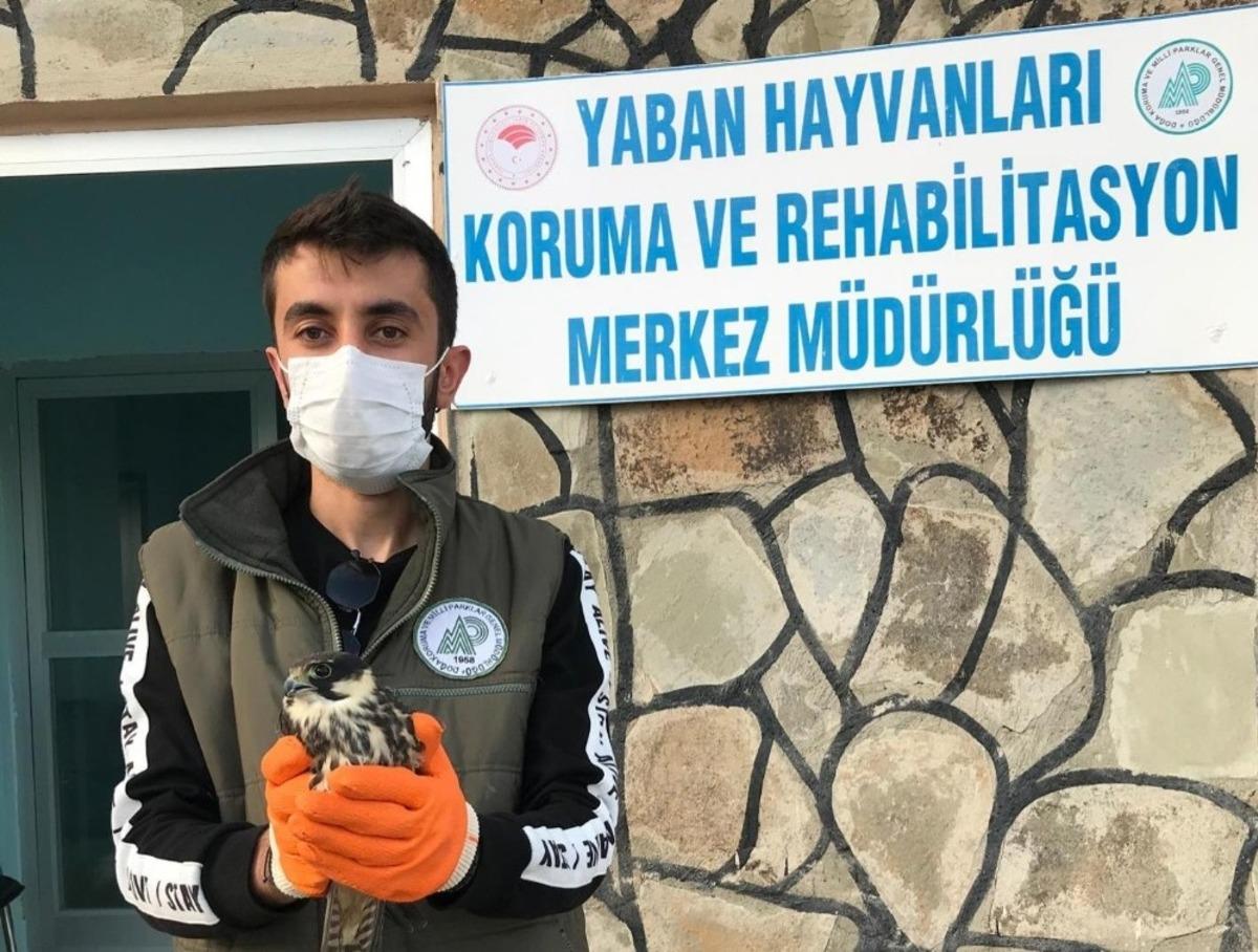 Yaralı kuşlar tedavi altına alındı