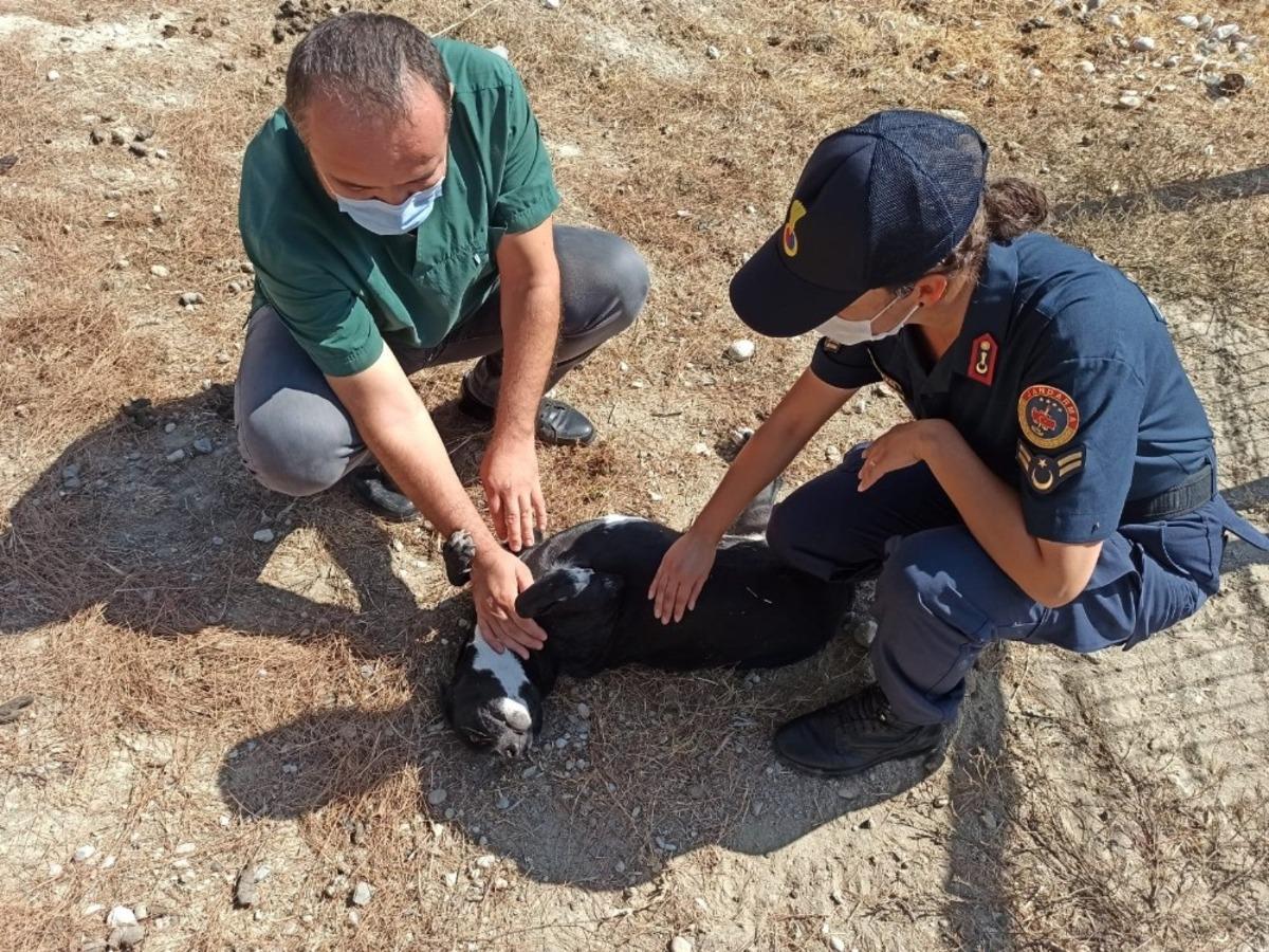 Sahipsizlere jandarma sahip &ccedil;ıktı